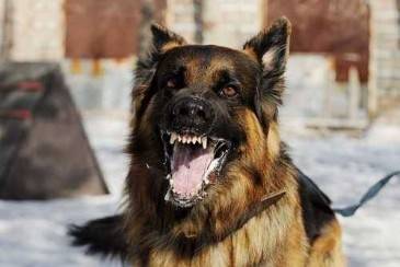 A Dog’s Bite Is Always Worse Than Its Bark