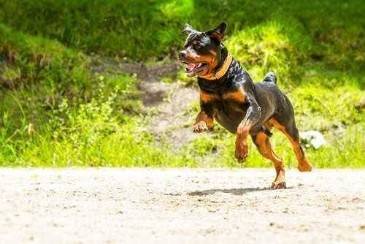 When Animals Contribute To Wrong-Way Accidents
