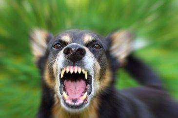 Who Is Responsible for Your Injuries After a Dog Bite?