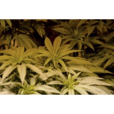 Colorado’s THC Impaired Driving Law