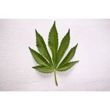 Marijuana Crimes in Colorado